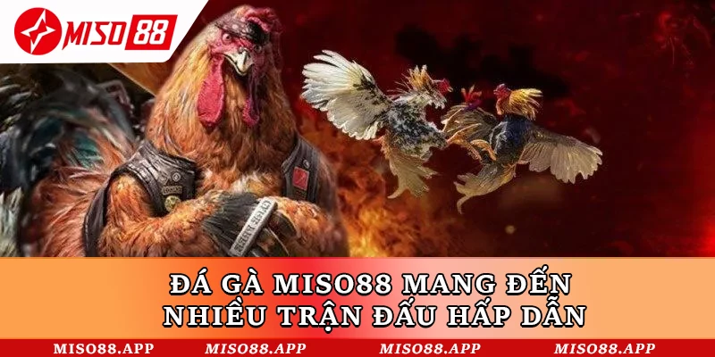 Đá gà Miso88 mang đến nhiều trận đấu hấp dẫn